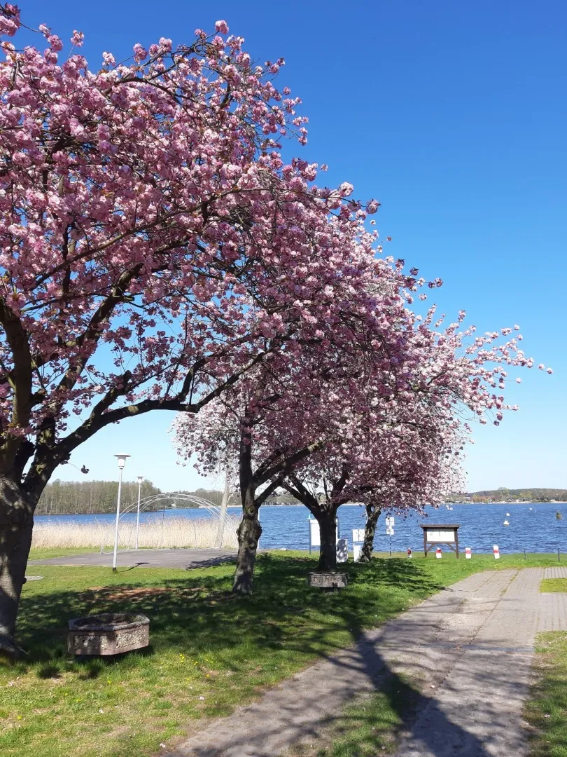 Ufer am Schwielochsee