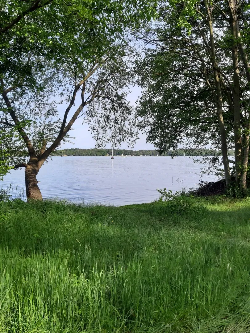 Ufer am Schwielochsee